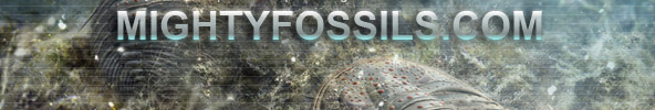 www.mightyfossils.com